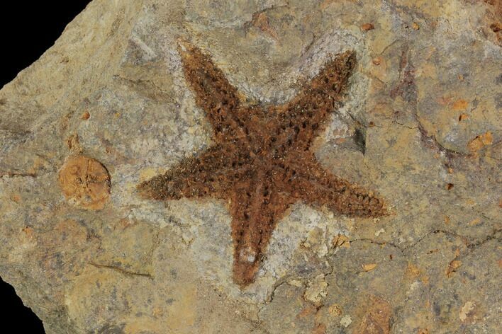 Ordovician Starfish (Petraster?) & Edrioasteroids - Morocco #94326